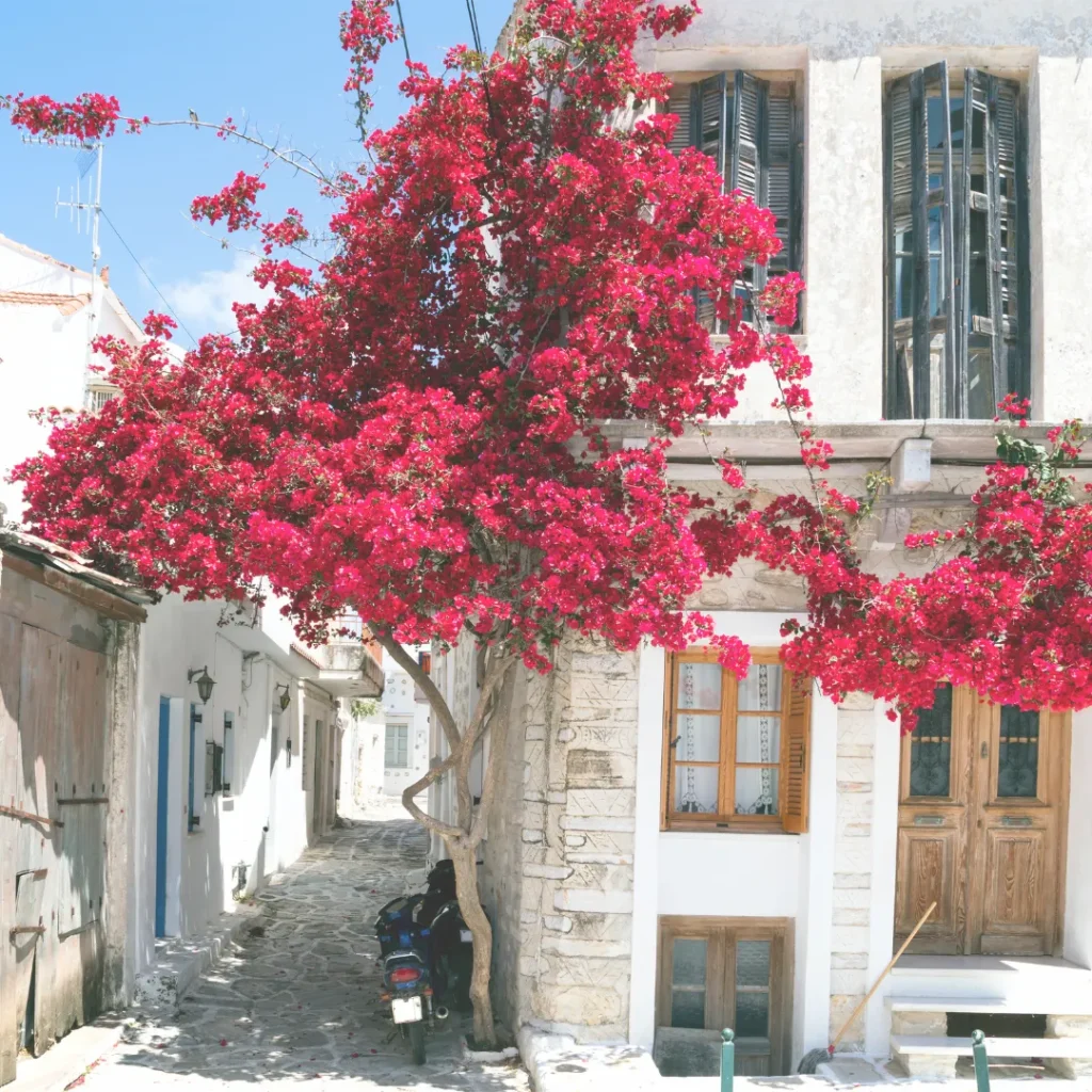 Παλιό σπίτι με αρχιτεκτονική μοναδικότητα και βουκαμβίλια σε παραδοσιακό σοκάκι, παράδειγμα για αγορά παλιού ακινήτου.